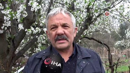 Çiçek açan ağaçlara kar yağdı