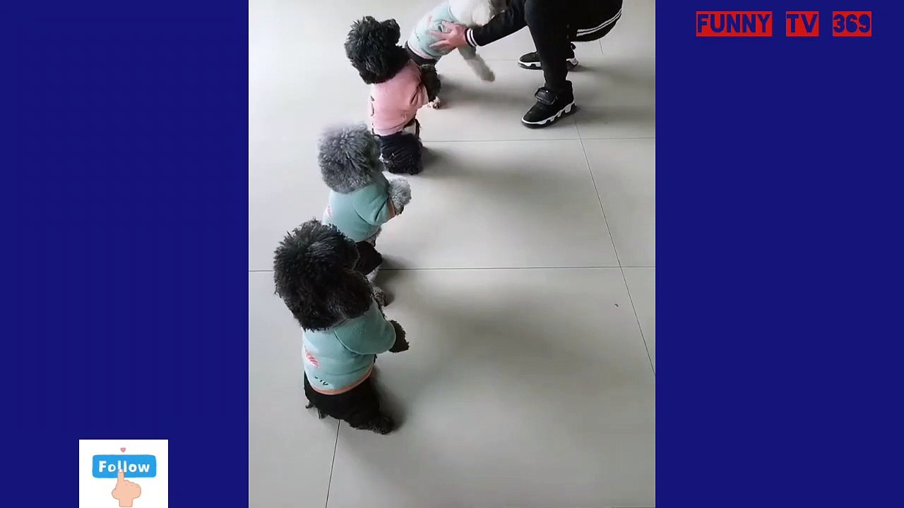 The dogs are extremely funny lying