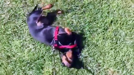 Sacar al perro o cómo convertirte en viral en plena cuarentena por coronavirus