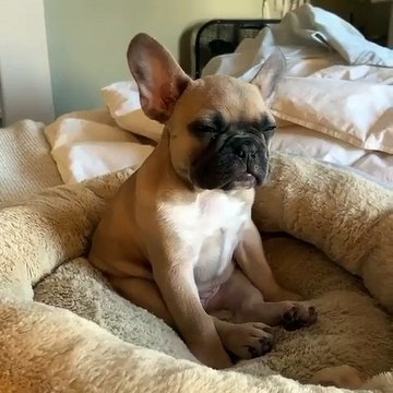 Bulldog Looks Like Monday Morning Feels