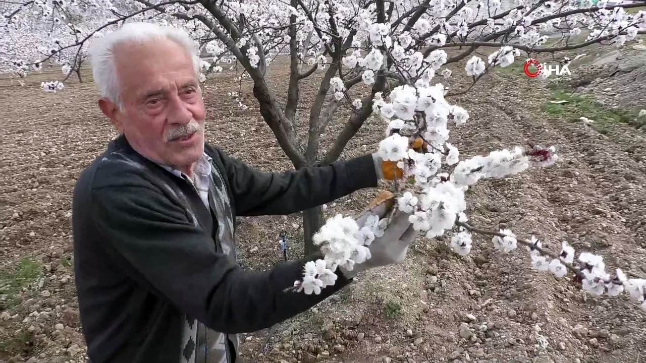 Çiçeklenen kayısı ağaçları ile Malatya beyaz gelinliğini giydi