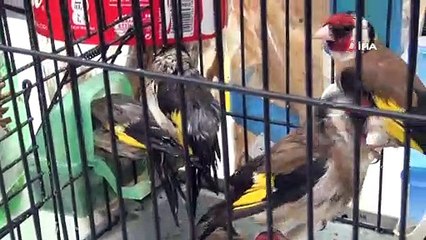 Tuzakla Saka kuşu avcılığına 10 bin TL ceza