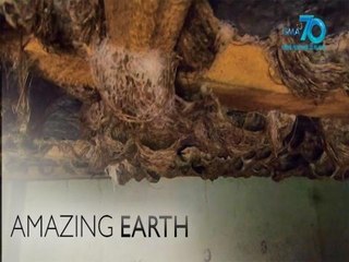 Amazing Earth: Saving Palawan's balinsasayaw