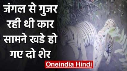Forest से निकल रही थी कार तभी सामने आ गए Two Tiger, IFS ऑफिसर ने शेयर किया Video | वनइंडिया हिंदी