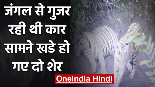 Forest से निकल रही थी कार तभी सामने आ गए Two Tiger, IFS ऑफिसर ने शेयर किया Video | वनइंडिया हिंदी