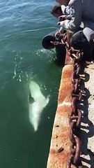 Dauphins au port de Cagliari (Coronavirus)