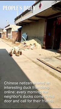 Ce groupe de canards se rendant à la mare donne un bel exemple d'amitié