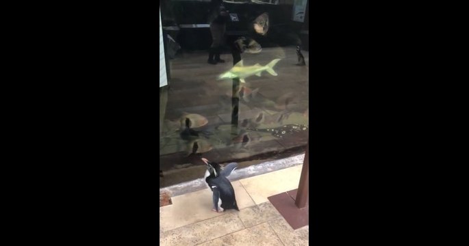 Un aquarium a fermé ses portes, ce qui a laissé l'occasion aux pingouins de le visiter et rencontrer d'autres animaux