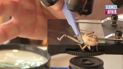 Boucherie d'insectes