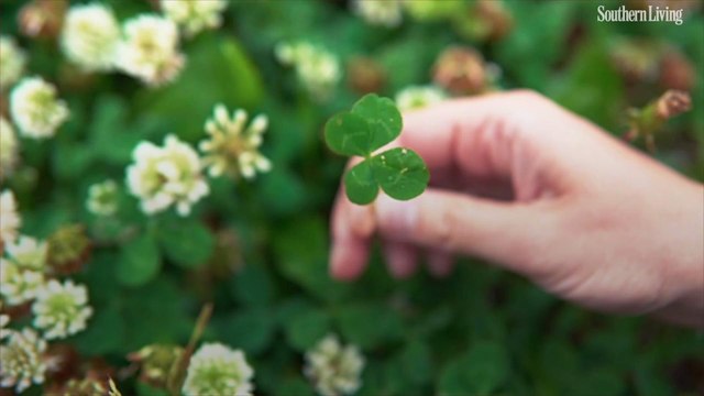 37 St. Patrick’s Day Quotes To Celebrate The Luck of The Irish