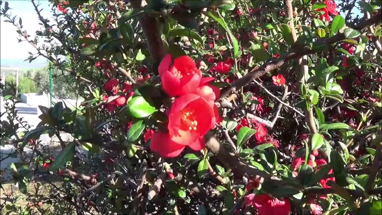 Primavera a 16-3-2020