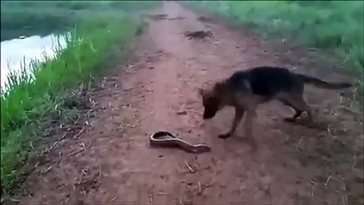 Ce chien veut croquer une anguille... électrique