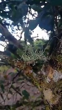 Un insecte étrange qui ressemble à un squelette intrigue les internautes