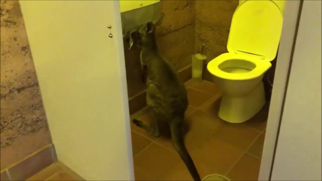 Les kangourous aussi deviennent fou à cause du papier toilette