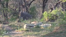 Un rhinocéros fait une belle frayeur à des lions qui dorment