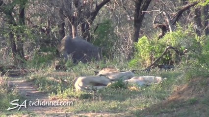 Un rhinocéros fait une belle frayeur à des lions qui dorment