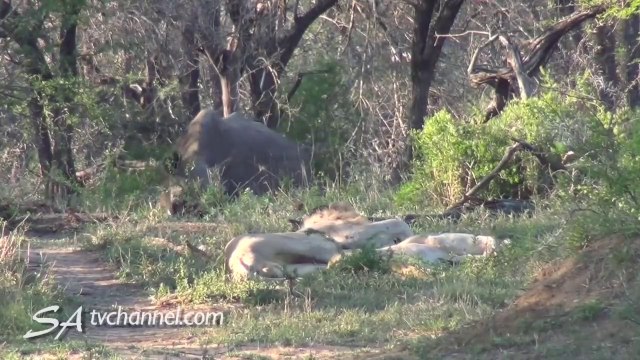Un rhinocéros fait une belle frayeur à des lions qui dorment