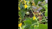 Self growing cucumbers