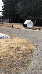Dog and Sheep Buddies Love To Play
