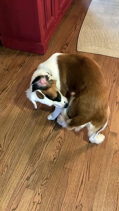 Dog Can't Quite Figure Out Tail