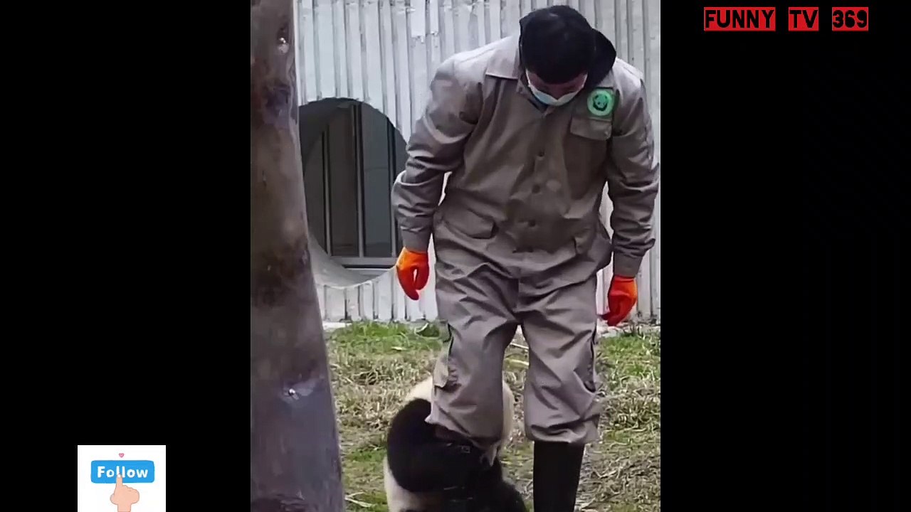The wetness of the bear when meeting zoo staff