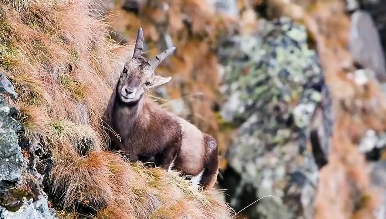 Eagles hunting Mountain goat !!! Let's watch the Eagles use their skills to catc_HD_60fps