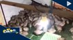 Mga pugo sa farm sa Nueva Ecija, nagpositibo sa bird flu