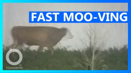 Fast moo-ving cow on the loose, wanted by police