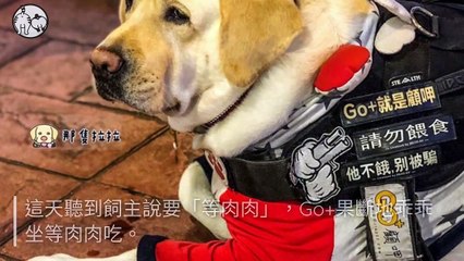 petmao_curation-petsmao.nownews|petmao_nownews-copy1-20200317-09:30