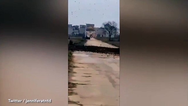 Hiện tượng lạ: Hàng ngàn chim sẻ chặn lối vào ngôi làng ở Trung Quốc