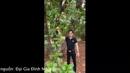 Ngọc Sơn khoe nông trại 20.000 m2 ở Lâm Đồng