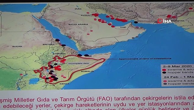 Uzmanlar çöl çekirgeleri istilasına karşı uyardı