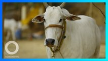 Grup Hindu di India adakan pesta minum urin sapi untuk cegah penyakit - TomoNews