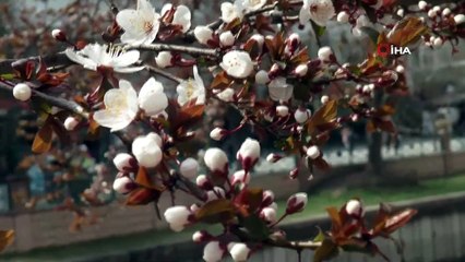 İlkbaharın gelişi ile çiçekler açtı