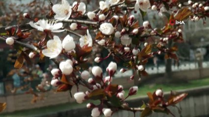 İlkbaharın gelişi ile çiçekler açtı