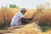 harvesting time in jodhpur