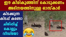 Mongoose Pup Hilariously Plays Dead For Hornbill | Oneindia Malayalam