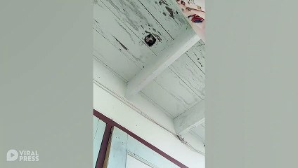 Kitty Says Hello Through Gap In Floor