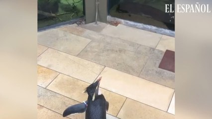 El acuario de Chicago cerrado a causa de coronavirus deja que un grupo de pingüinos se de un paseo por el centro.