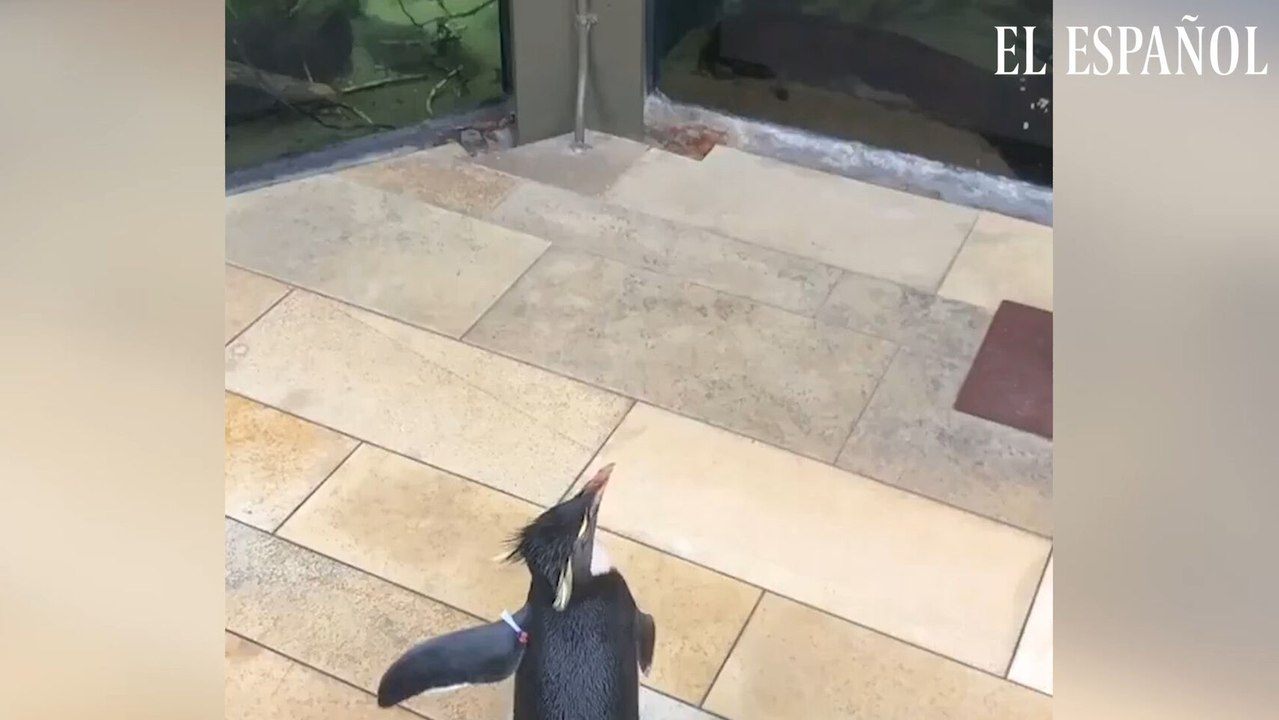 El acuario de Chicago cerrado a causa de coronavirus deja que un grupo de pingüinos se de un paseo por el centro.