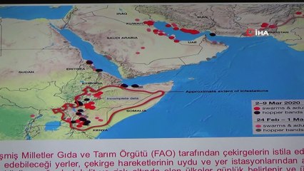 Uzmanlar Çöl Çekirgeleri İstilasına Karşı Uyardı