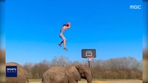 [스포츠 영상] 코끼리와 호흡 맞춘 묘기 덩크