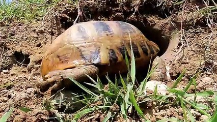 Experiment  :  Coca Cola Vs Sugar Catch Tortoise In Underground Hole