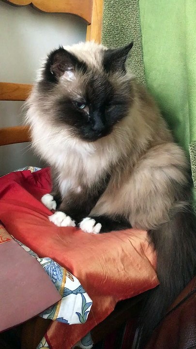 Mon chat