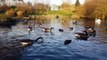 the best kinds of duck and geese#geese and ducks