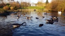 the best kinds of duck and geese#geese and ducks