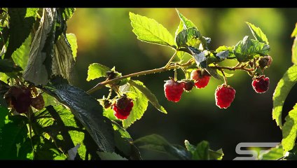 Amazing Story Of Yousaf Only Urdu & Hindi - سورہ یوسف کا صرف اردو ترجمہ