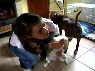 Les Toons : Animations et Séries Cultes