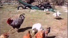Chicken funny videos - Funniest chicken videos - Funny animal