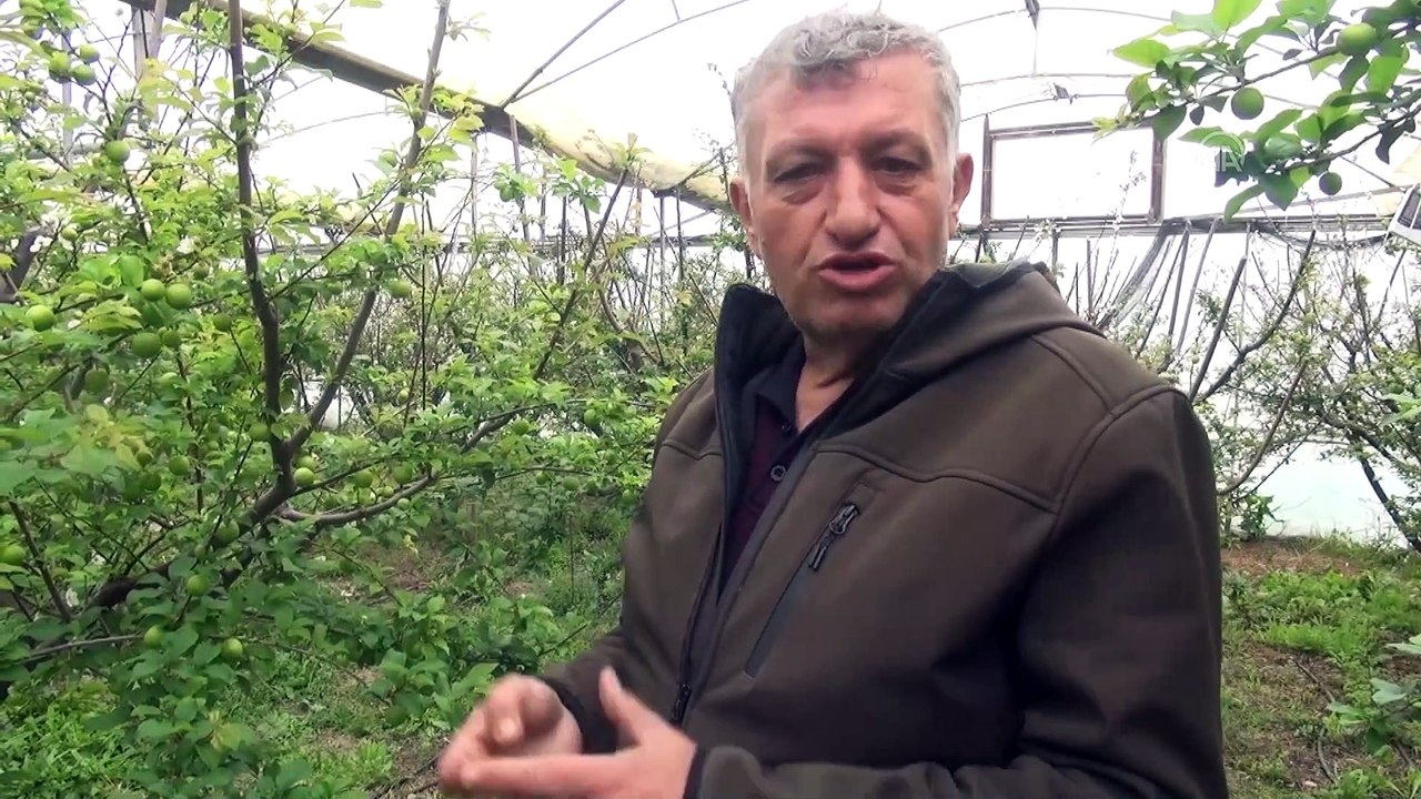 Örtü altı erik hasadı başladı - MERSİN